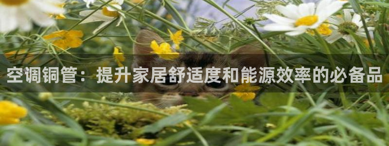 菲律宾环球360代理是真的吗